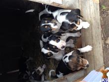 treeing walker coonhound puppy posted by Roy Burger